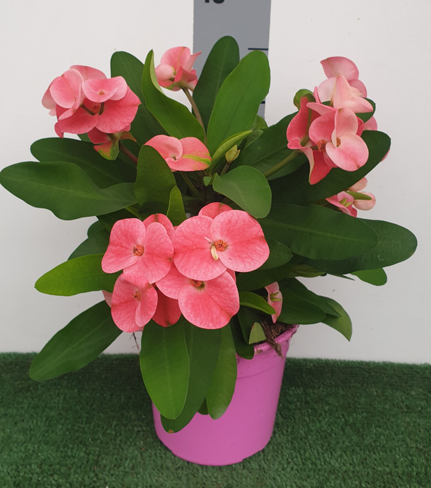 Euphorbia Milii Grp overig