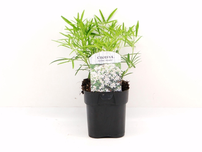 <h4>Choisya Aztec Pearl</h4>