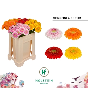 Germini Pomponi Mix Pomponi Water/Hoes x80