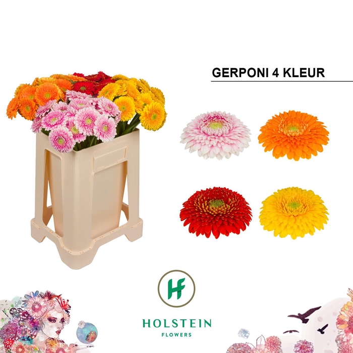 <h4>Germini Pomponi Mix Pomponi Water/Hoes x80</h4>