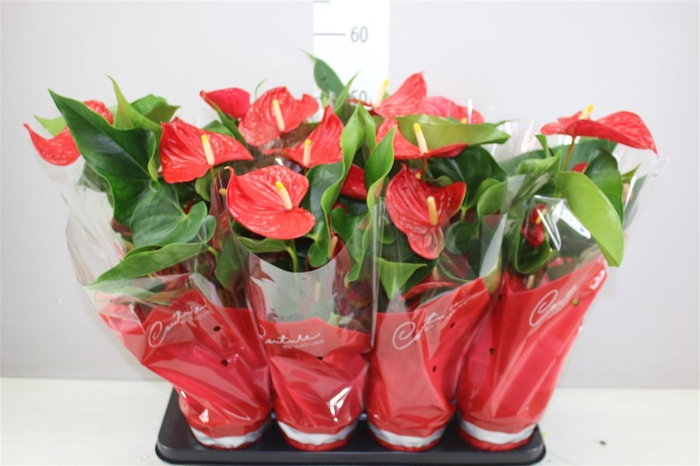 <h4>Anth An Casparo Red</h4>