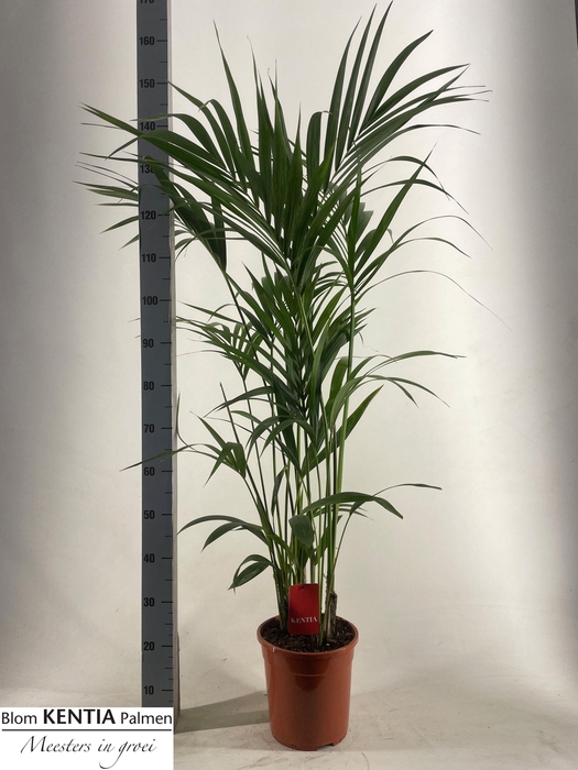 <h4>HOWEA FORSTERIANA</h4>