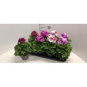 Pelargonium grandif. mix 12Ø 28cm