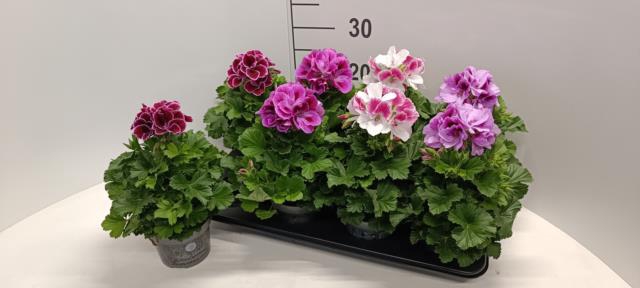 Pelargonium grandif. mix 12Ø 28cm