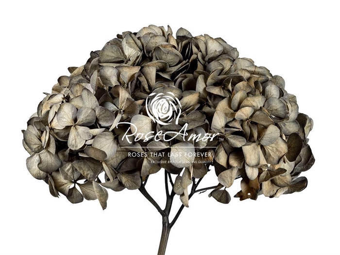 <h4>Hydrangea Xl Bla02</h4>