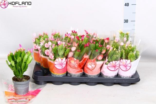 <h4>SCHLUMB GEM 3 KL</h4>