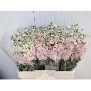 MATTH AIDA APRICOT