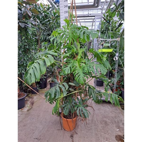 <h4>Monstera Deliciosa XL 200</h4>