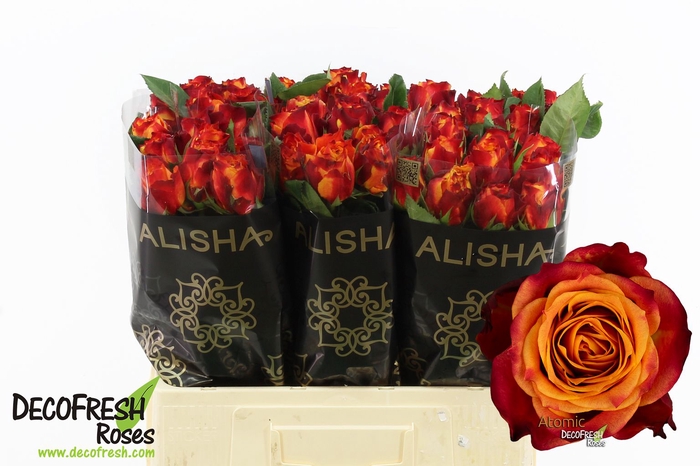 <h4>R Gr Atomic Alisha</h4>