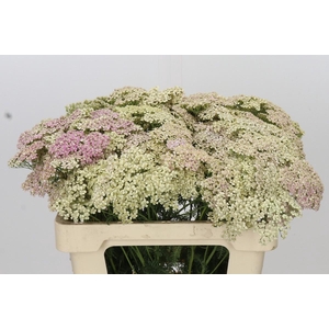 Achillea Millefolium Lachsschönheit