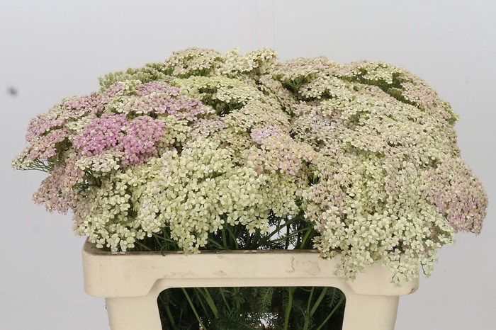 <h4>Achillea Millefolium Lachsschönheit</h4>