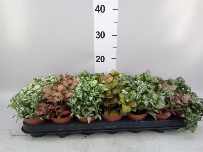<h4>Fittonia   ...mix 7</h4>