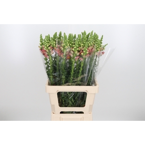 Antirrhinum Po D. Orange