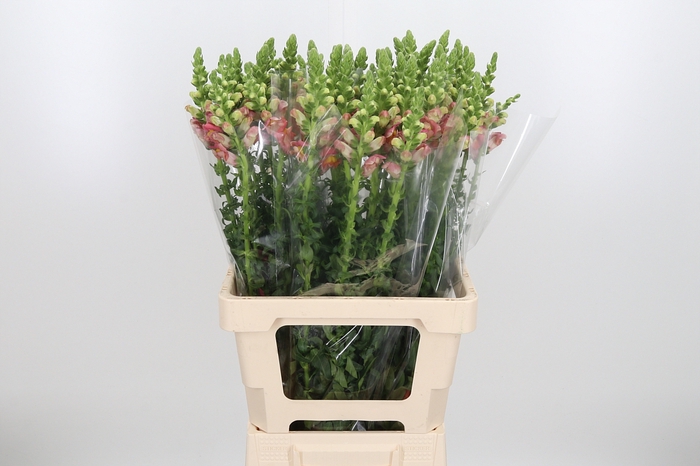 <h4>Antirrhinum Po D. Orange</h4>