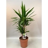 Yucca 4520