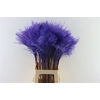 Dried Stipa Feather Milka P. Stem