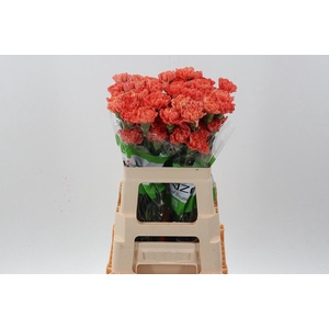 Di St Hermes Orange 60cm