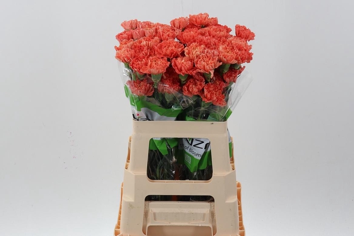 <h4>Di St Hermes Orange 60cm</h4>