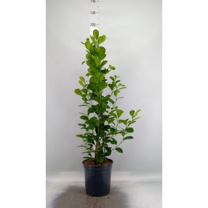 Ficus microcarpa 'Moclame'