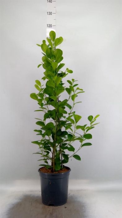 <h4>Ficus microcarpa 'Moclame'</h4>
