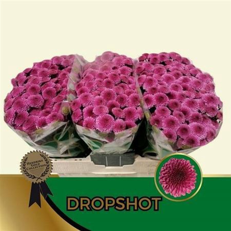 <h4>Chr S Dropshot</h4>