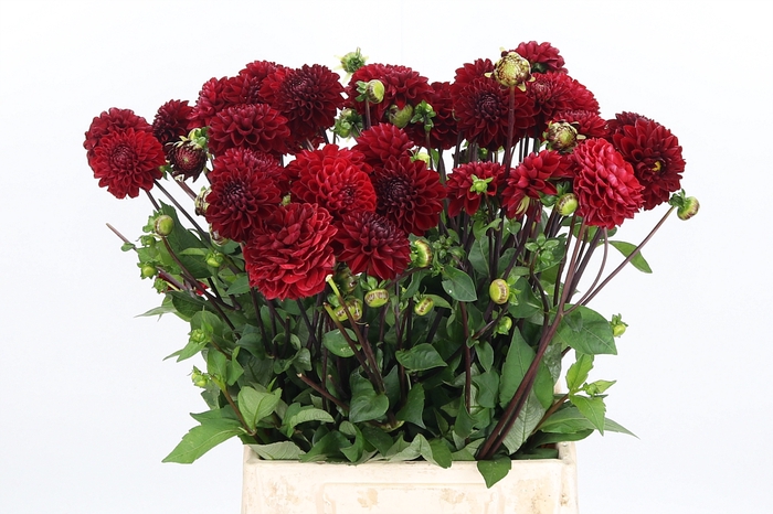<h4>Dahlia Viking</h4>