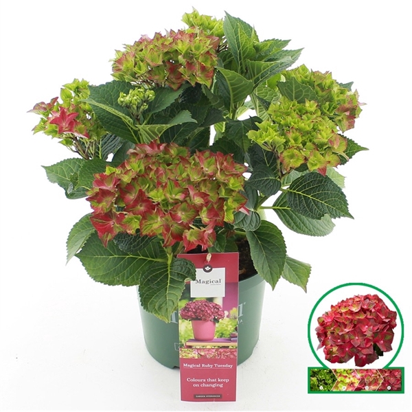 <h4>Hydrangea macr. Magical Ruby Tuesday®</h4>