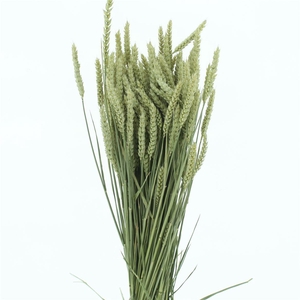 Dried Tarwe Naturel (box)