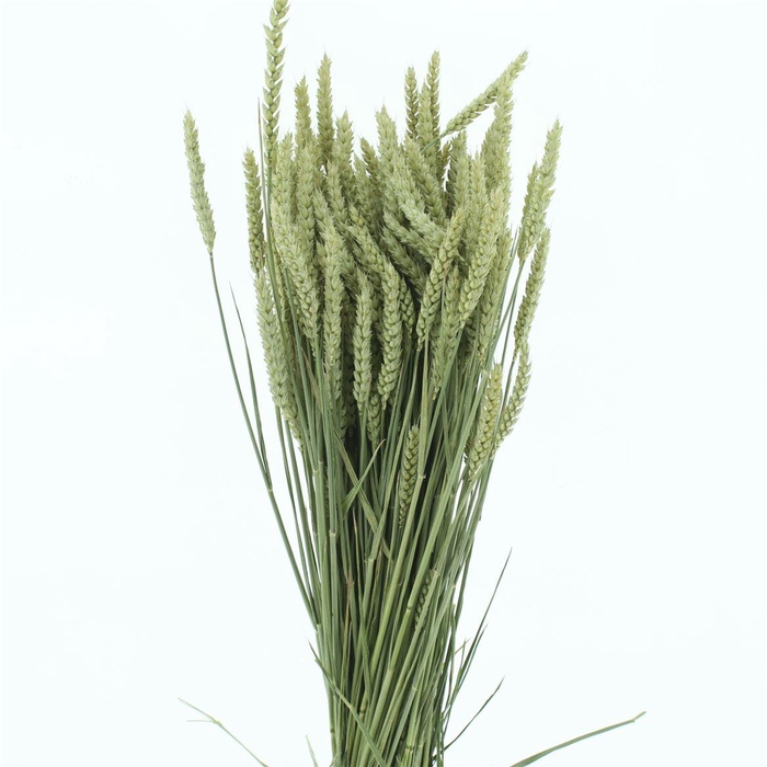 Dried Tarwe Naturel (box)
