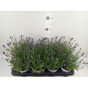 Lavandula angus. 'Hidcote'