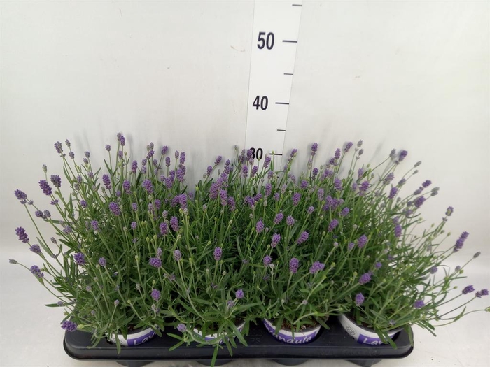 <h4>Lavandula angus. 'Hidcote'</h4>