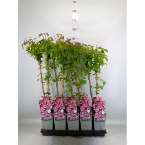 Clematis montana 'Broughton Star'