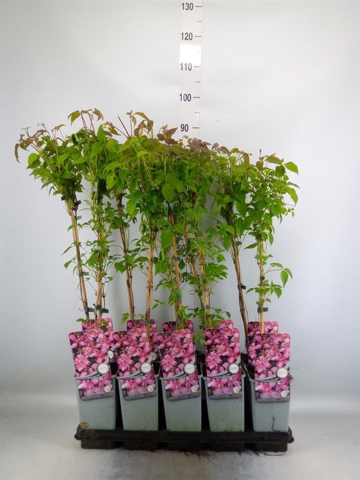 <h4>Clematis montana 'Broughton Star'</h4>