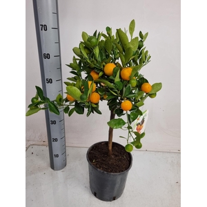CITR MICROCARPA
