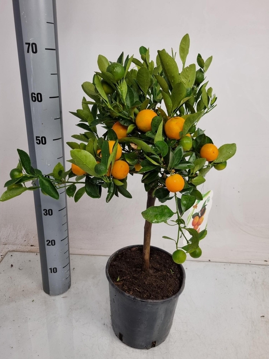 <h4>CITR MICROCARPA</h4>