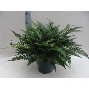Asplenium   ...
