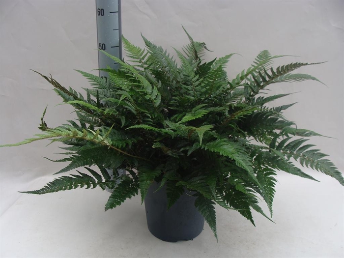 <h4>Asplenium   ...</h4>