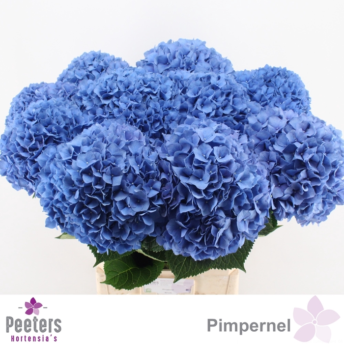 <h4>HYDR M CH PIMPERNEL</h4>