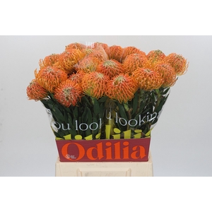 Nutans Ayoba Peach