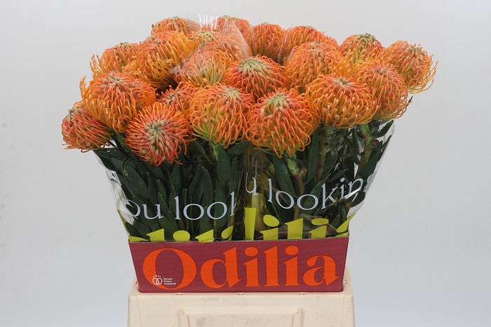 <h4>Nutans Ayoba Peach</h4>