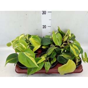 Philodendron scand. 'Brasil'