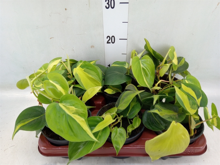 <h4>Philodendron scand. 'Brasil'</h4>