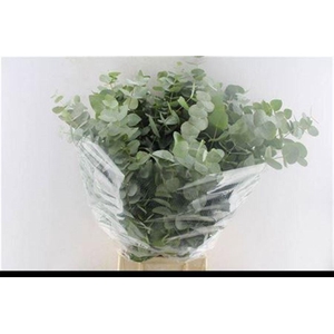 Euca Cinerea Per Bunch 5 Stems Selected