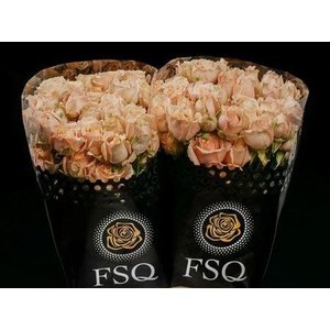 Spray Sahara Sensation