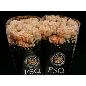 Spray Sahara Sensation