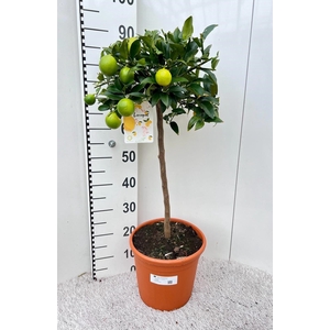 Citrus floridana Limon stem
