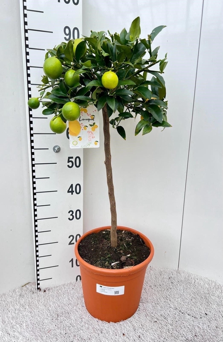 <h4>Citrus floridana Limon stem</h4>