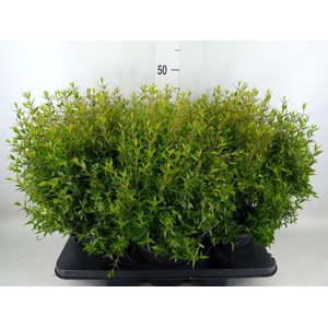 Myrtus communis