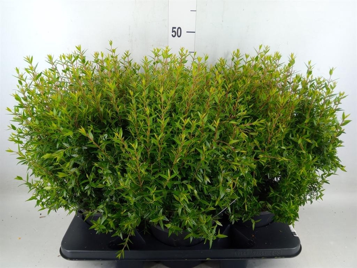 <h4>Myrtus communis</h4>