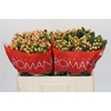 Hypericum Mellow Romance